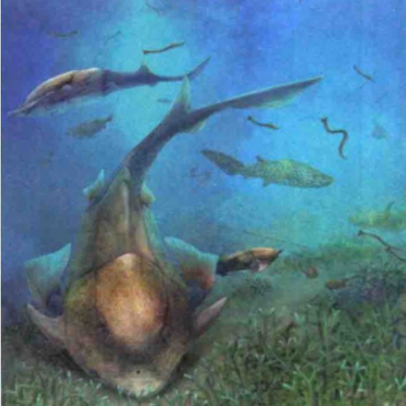 麒麟魚圖片大全