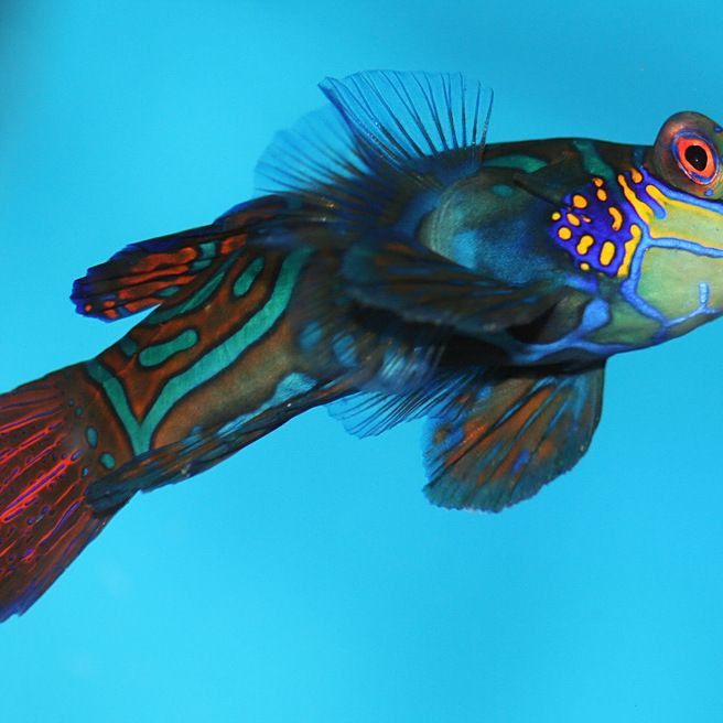 麒麟魚圖片大全