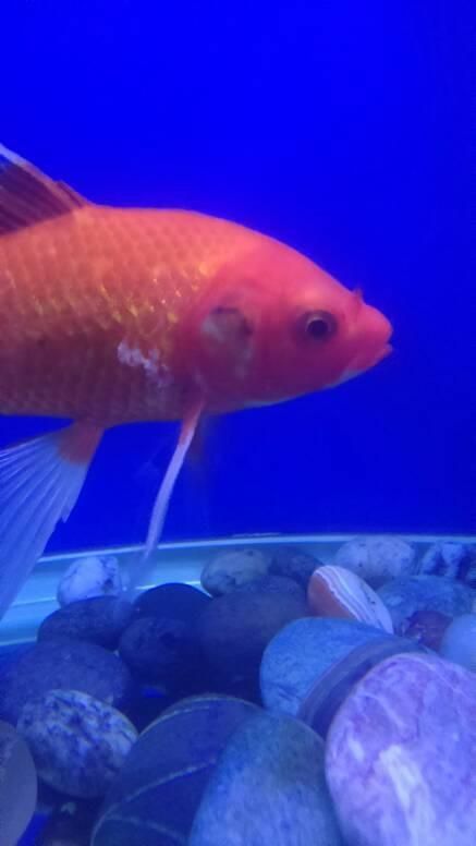 錦鯉白斑病照片