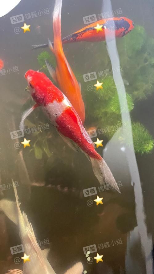 錦鯉白斑病照片