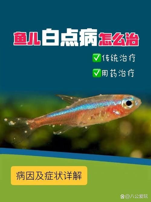 錦鯉白斑病照片