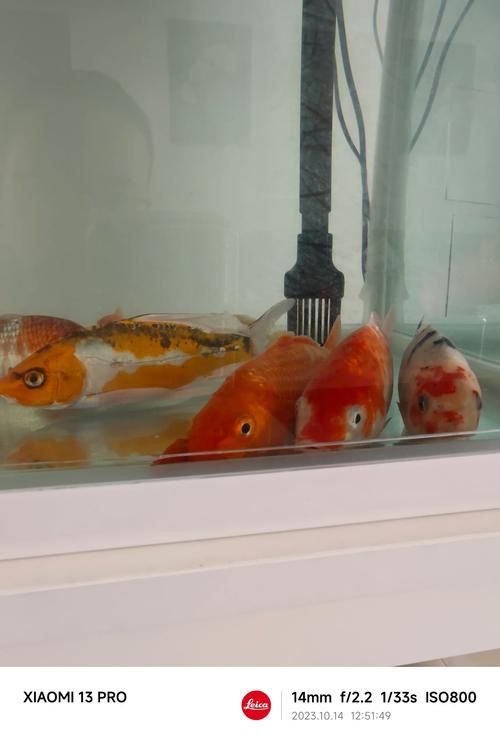 錦鯉白斑病照片