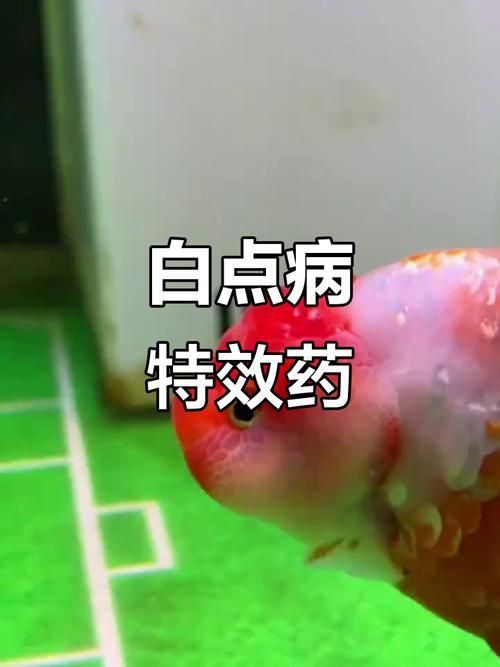 錦鯉白斑病照片