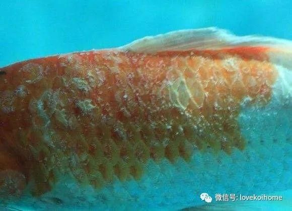 錦鯉白斑病照片
