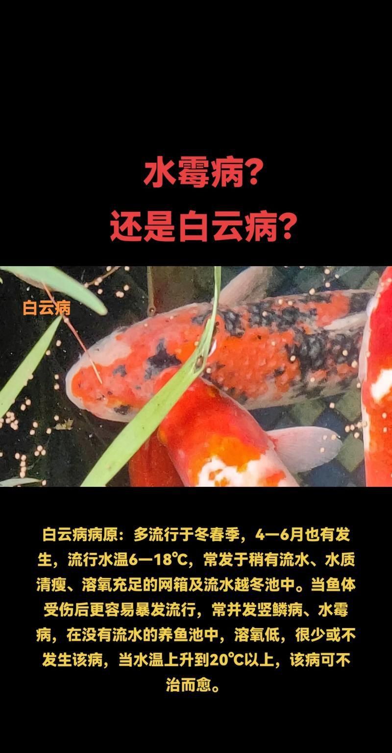 錦鯉白斑病照片