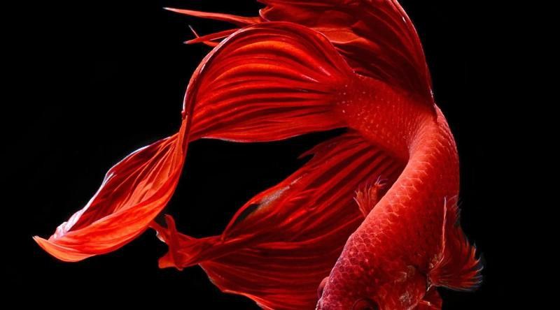 金龍魚認(rèn)主后能記住主人多久？