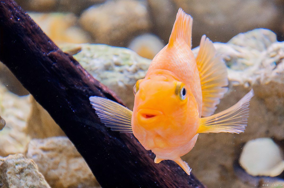 金龍魚認(rèn)主后能記住主人多久？