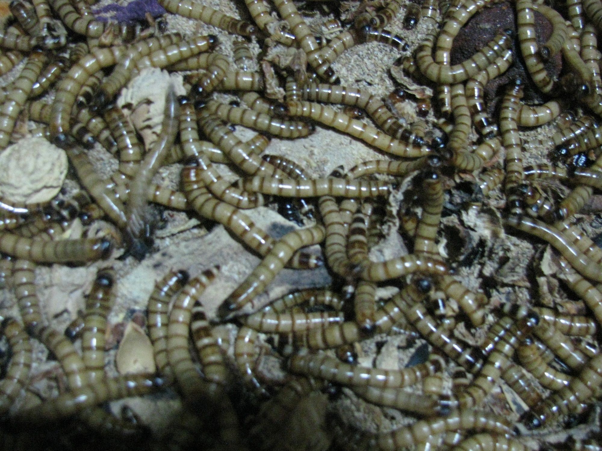 龍魚活飼料：龍魚活飼料與人工飼料對比龍魚活飼料與人工飼料對比 龍魚活飼料：龍魚活飼料與人工飼料對比龍魚活飼料與人工飼料對比 龍魚百科 第2張