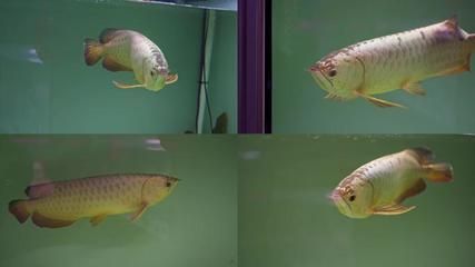 金龍魚金質(zhì)最厚重的關(guān)鍵在于水質(zhì)、喂食、燈光、溫度的管理和控制：養(yǎng)金龍魚怎樣養(yǎng)金質(zhì)最厚重的魚缸