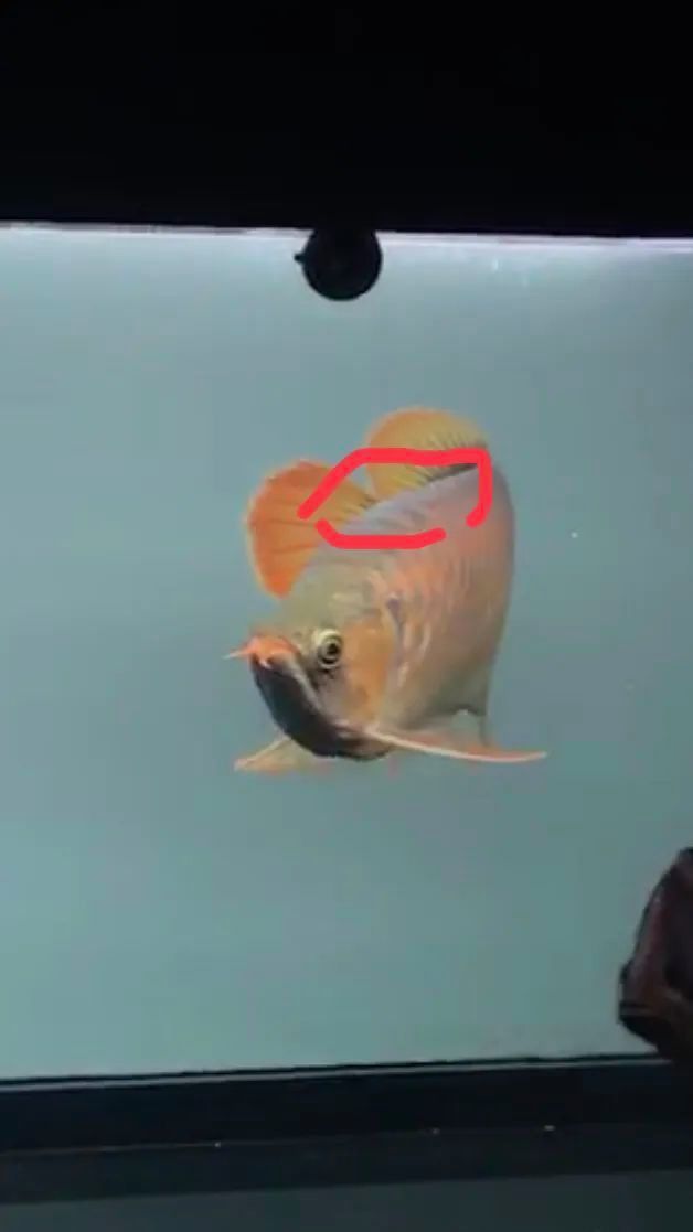 龍魚水霉病癥狀