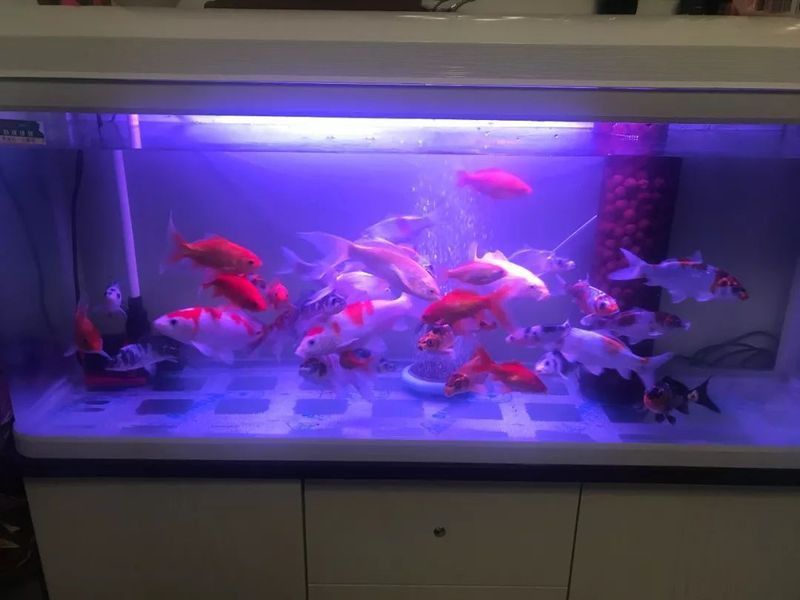 龍魚水霉病癥狀