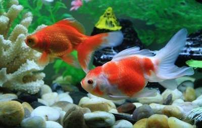 養龍魚養幾條風水好:關于養龍魚數量的風水講究 龍魚百科 第1張 養龍魚養幾條風水好:關于養龍魚數量的風水講究 養龍魚養幾條風水好:關于養龍魚數量的風水講究 龍魚百科 第1張