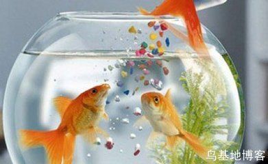 養龍魚養幾條風水好:關于養龍魚數量的風水講究 龍魚百科 第3張 養龍魚養幾條風水好:關于養龍魚數量的風水講究 養龍魚養幾條風水好:關于養龍魚數量的風水講究 龍魚百科 第3張