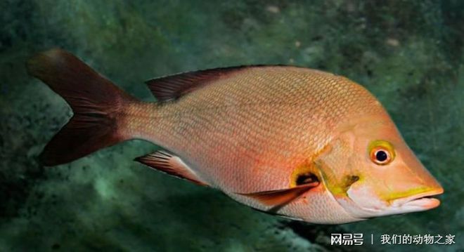 什么龍魚最好：如何挑選龍魚