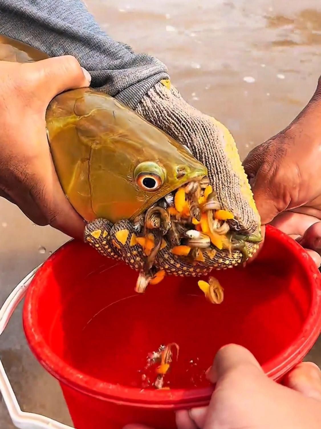 金龍魚(yú)苗的價(jià)格一般是多少？