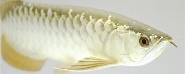 黃化銀龍和金龍魚混養好嗎（金龍魚和銀龍魚可以混養嗎）
