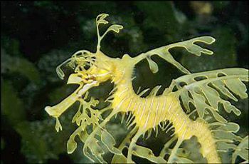 淡水海龍魚的圖片