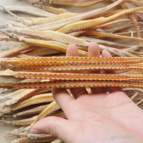 淡水海龍魚的圖片