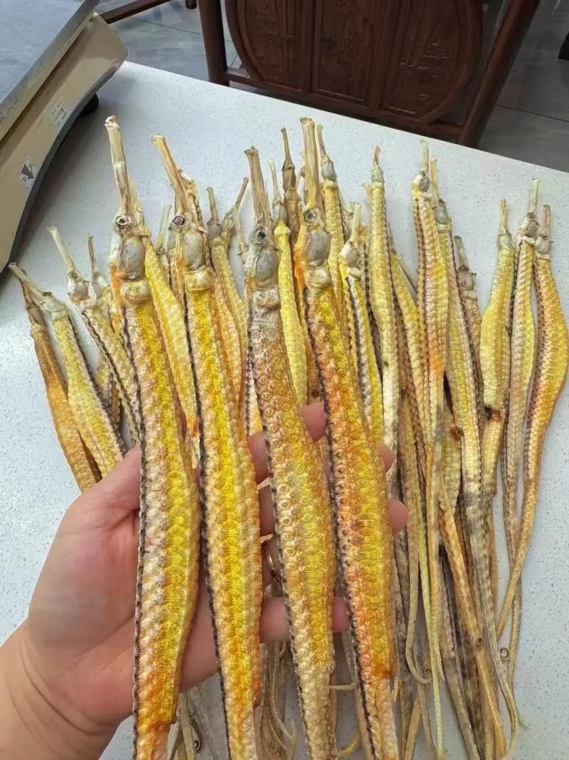 淡水海龍魚的圖片