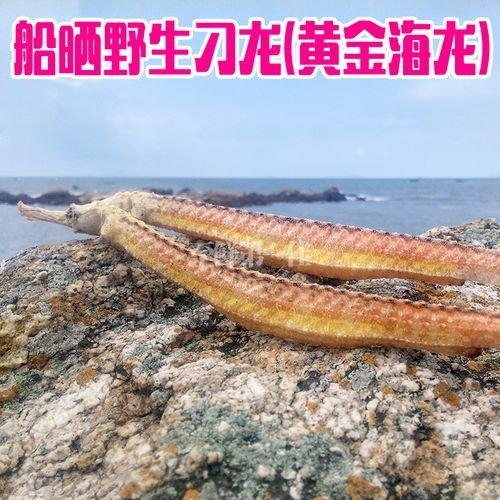 淡水海龍魚的圖片