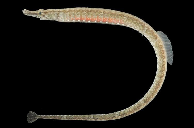 淡水海龍魚的圖片