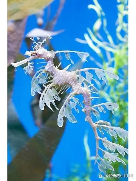 淡水海龍魚的圖片