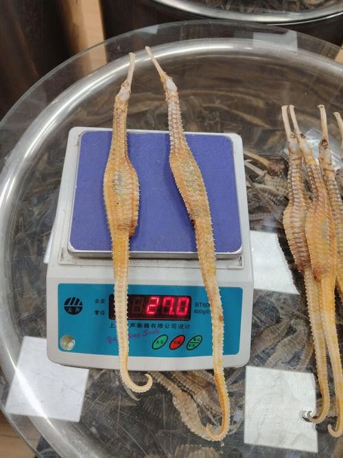 淡水海龍魚的圖片