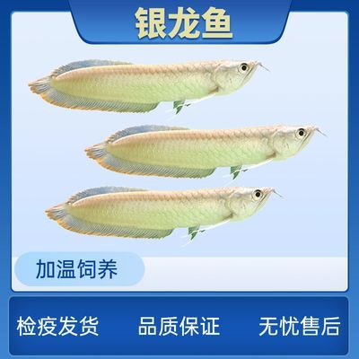 銀龍魚苗飼料營養成分分析：銀龍魚苗的飼料保存技巧銀龍魚苗飼料保存技巧