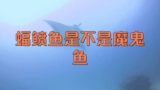 魔鬼魚和蝠鲼魚的區別