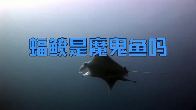 魔鬼魚和蝠鲼魚的區別