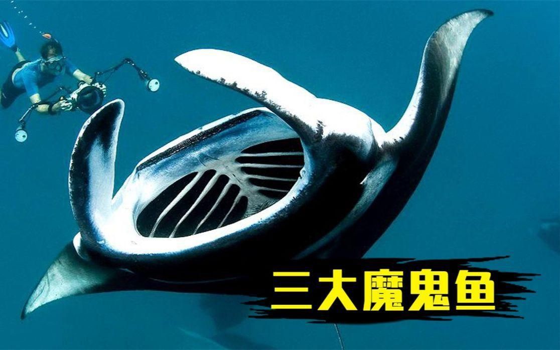 魔鬼魚和蝠鲼魚的區別