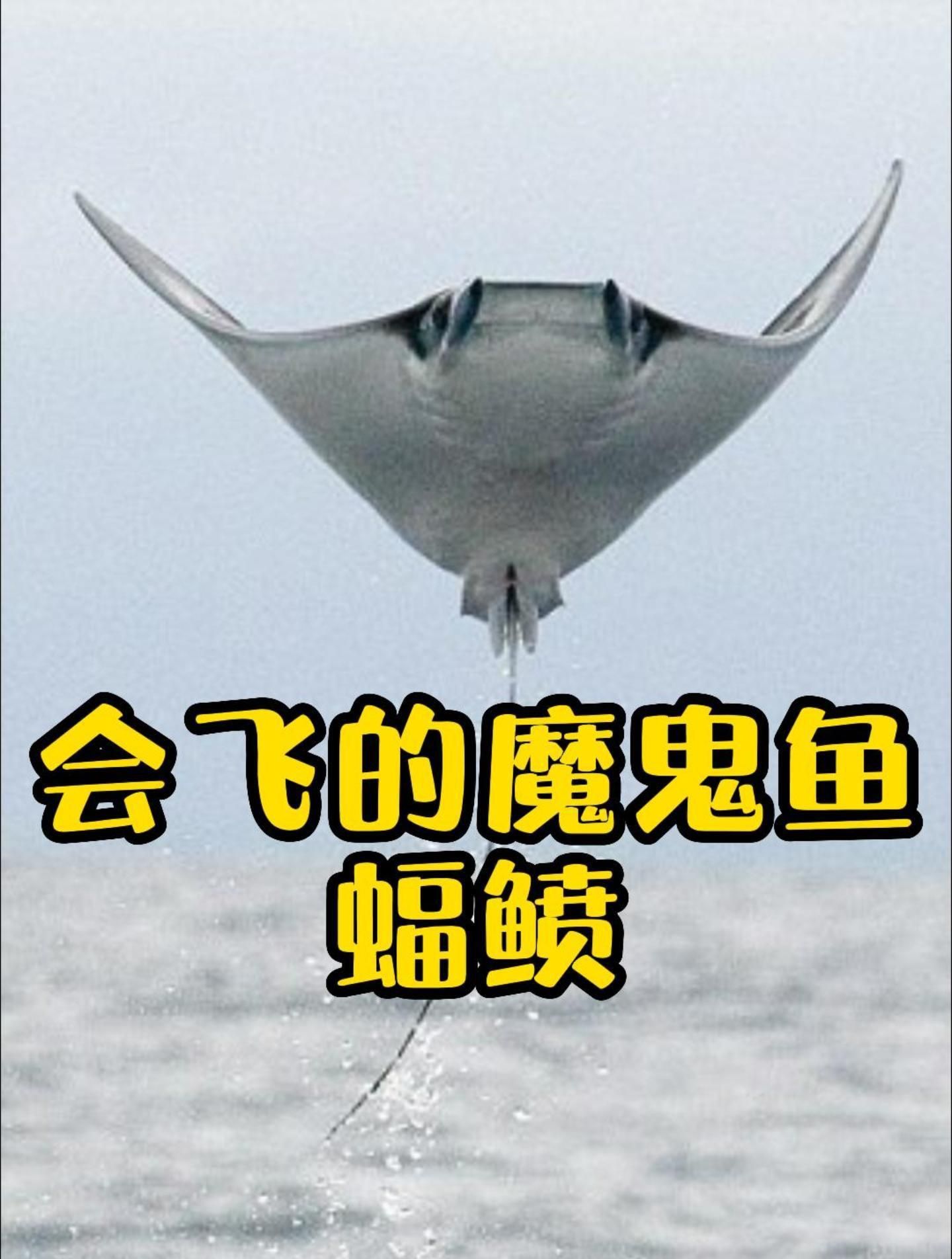 魔鬼魚和蝠鲼魚的區別