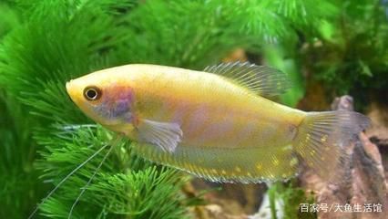 龍魚可以和什么魚混養（哪些觀賞魚適合與龍魚一起混養？）