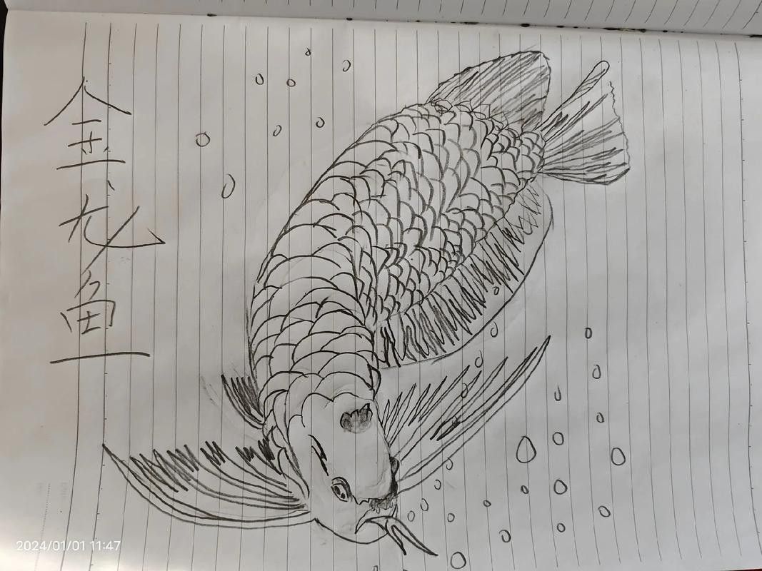 金龍魚線描作品欣賞