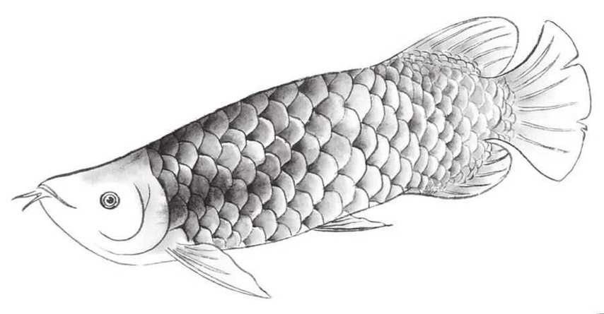 金龍魚線描作品欣賞