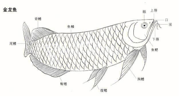 金龍魚線描作品欣賞