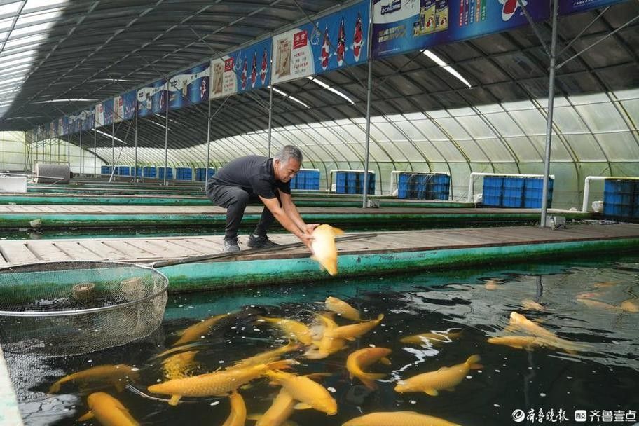 高唐開水族店怎么樣？加盟祥龍魚場賣龍魚市場怎樣？ 高唐開水族店怎么樣？加盟祥龍魚場賣龍魚市場怎樣？ 水族館百科（水族館加盟） 第5張