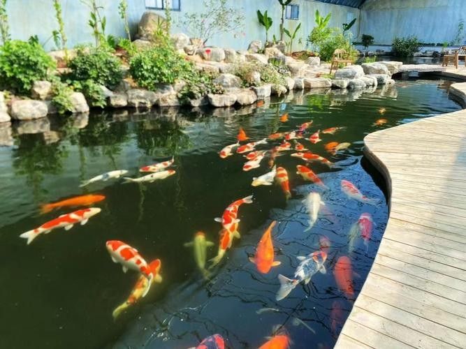 高唐開水族店怎么樣？加盟祥龍魚場賣龍魚市場怎樣？ 高唐開水族店怎么樣？加盟祥龍魚場賣龍魚市場怎樣？ 水族館百科（水族館加盟） 第3張
