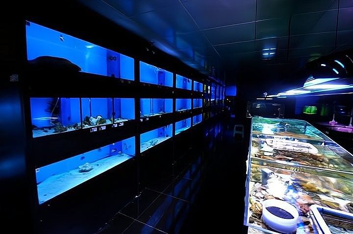 華縣開水族店怎么樣？加盟祥龍魚場賣龍魚市場怎樣？