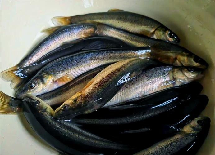 伊春區開水族店怎么樣？加盟祥龍魚場賣龍魚市場怎樣？