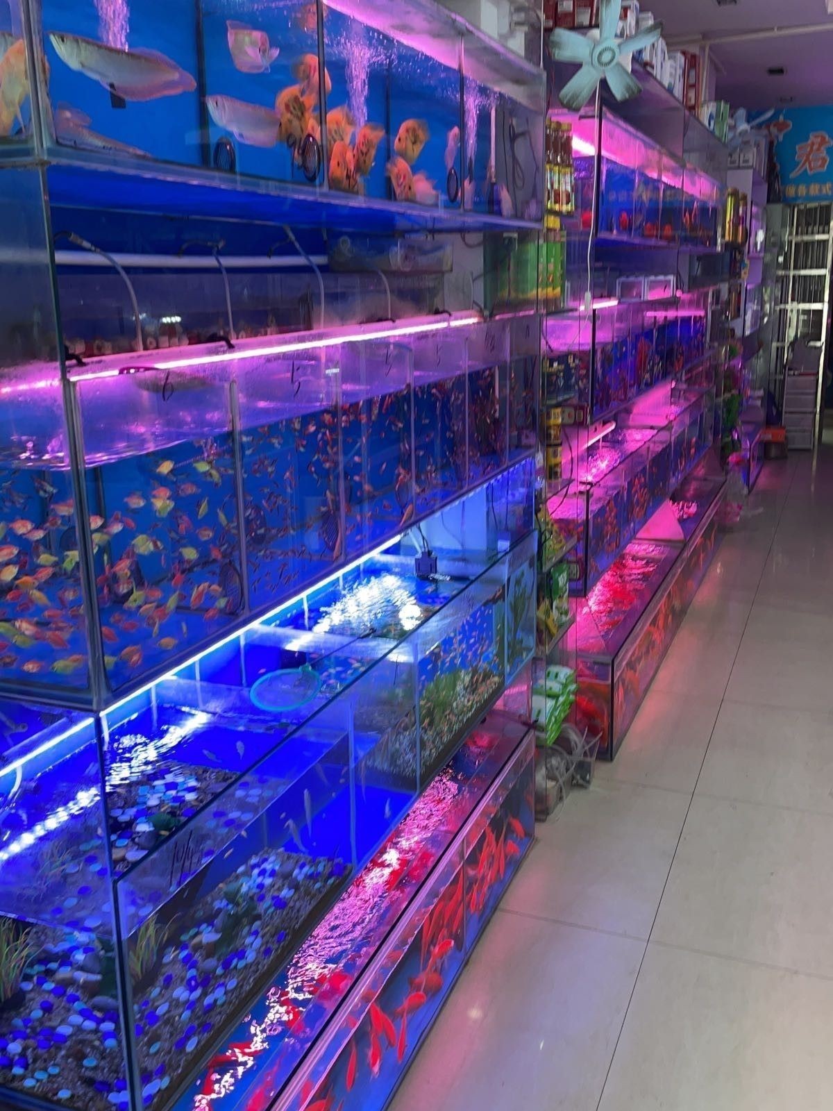 陵水開水族店怎么樣？加盟祥龍魚場賣龍魚市場怎樣？