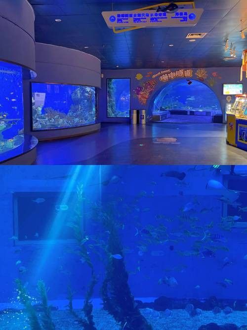 日照開水族店怎么樣？加盟祥龍魚場賣龍魚市場怎樣？