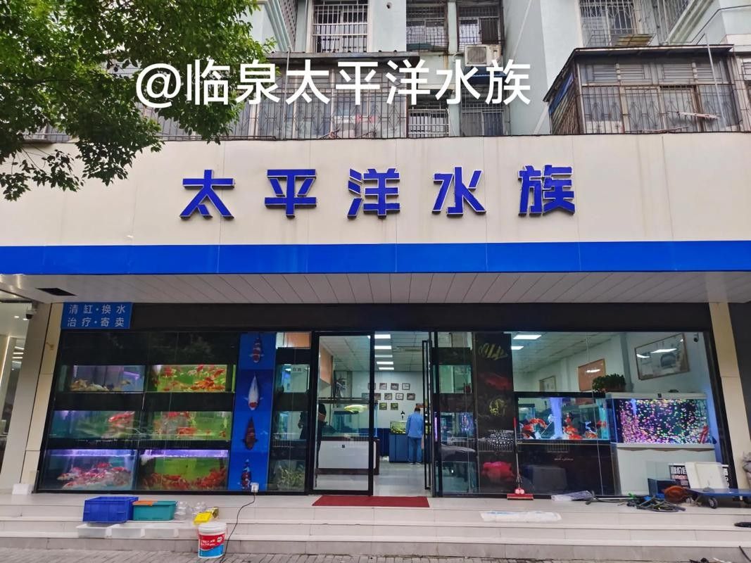 臨高開水族店怎么樣？加盟祥龍魚場賣龍魚市場怎樣？