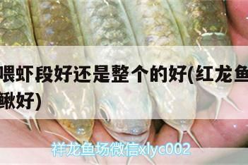 紅龍魚高清圖片大全大圖無水印（紅龍魚高清圖片大全大圖無水印素描）