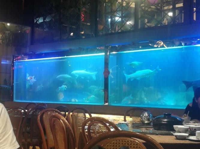 太和開水族店怎么樣？加盟祥龍魚場賣龍魚市場怎樣？