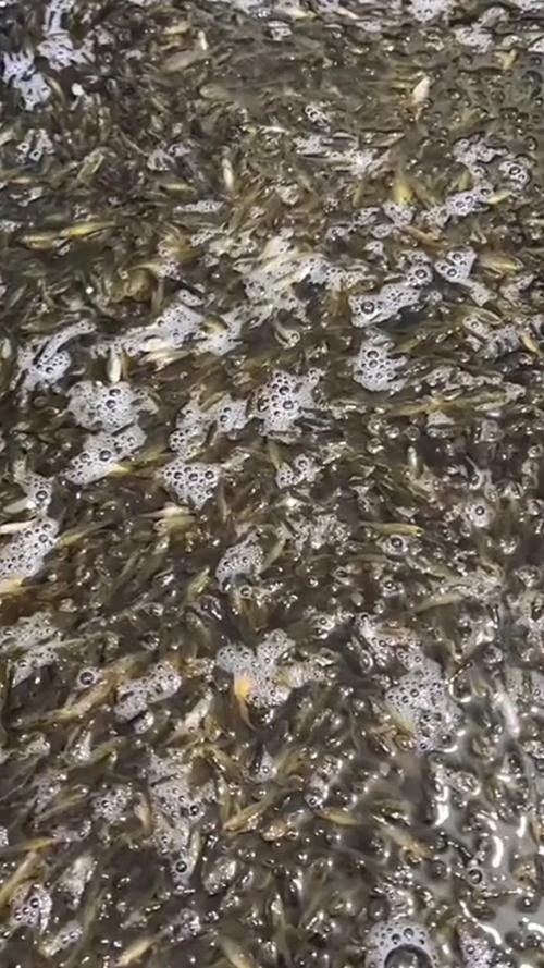 饒河開水族店怎么樣？加盟祥龍魚場賣龍魚市場怎樣？