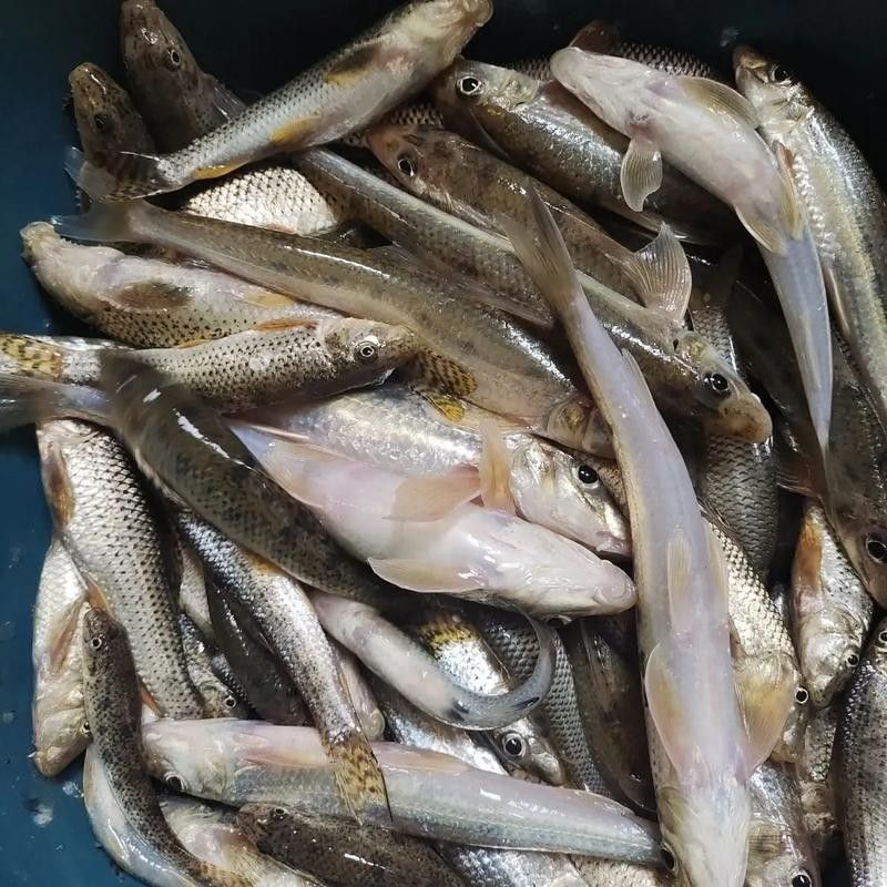 饒河開水族店怎么樣？加盟祥龍魚場賣龍魚市場怎樣？