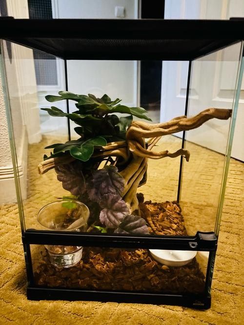 順義開水族店怎么樣？加盟祥龍魚場賣龍魚市場怎樣？