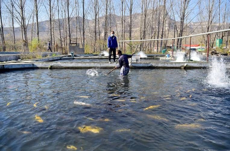 井陘開水族店怎么樣？加盟祥龍魚場賣龍魚市場怎樣？