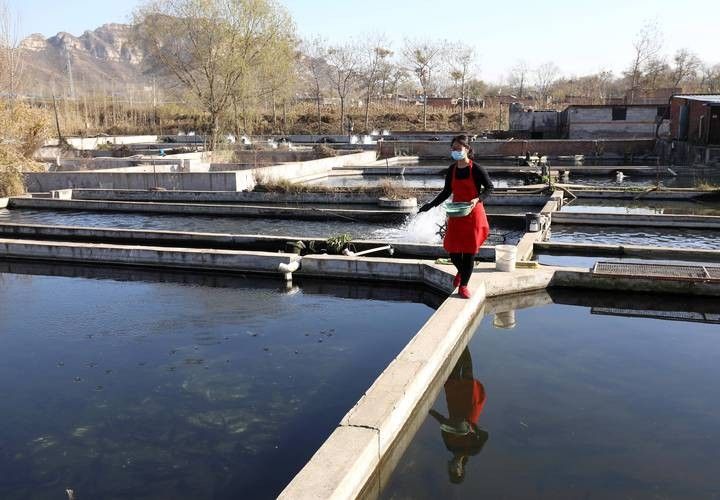 井陘開水族店怎么樣？加盟祥龍魚場賣龍魚市場怎樣？